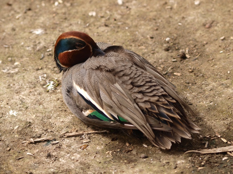 Green-winged teal (April 19th, 2015)