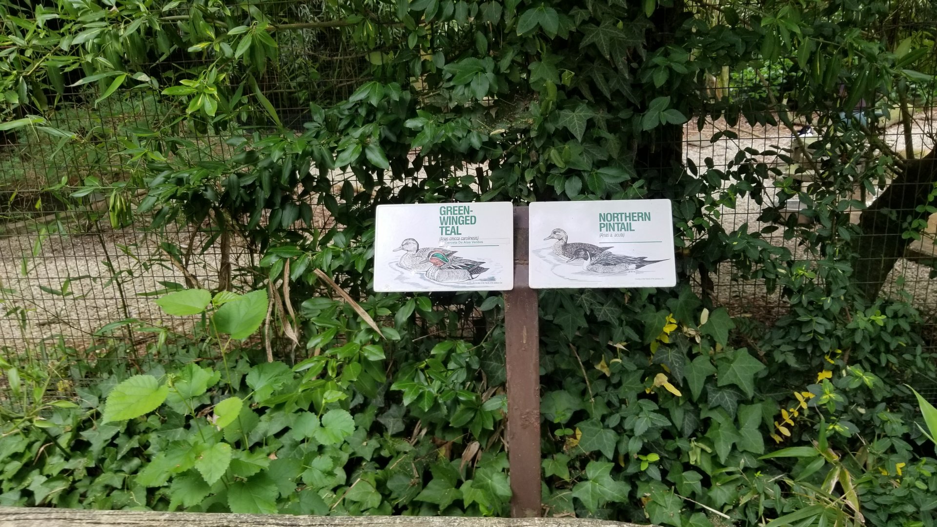 Green-winged teal, northern pintail signs