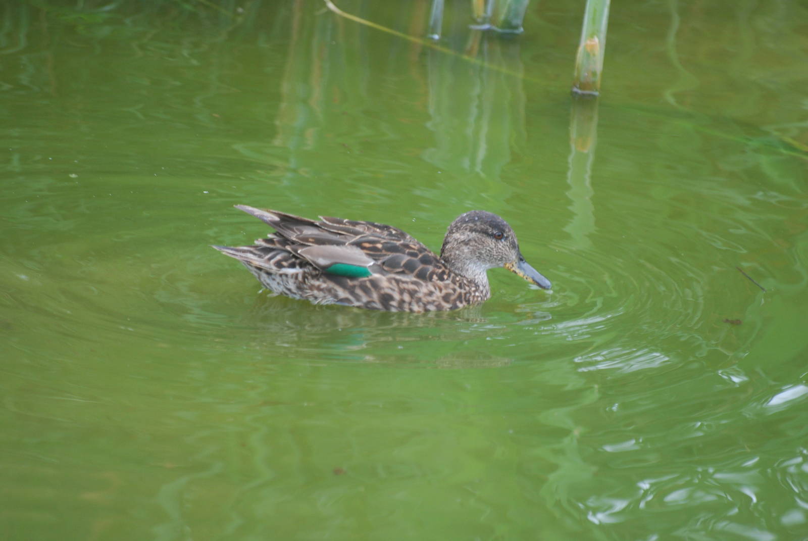 Green-winged teal