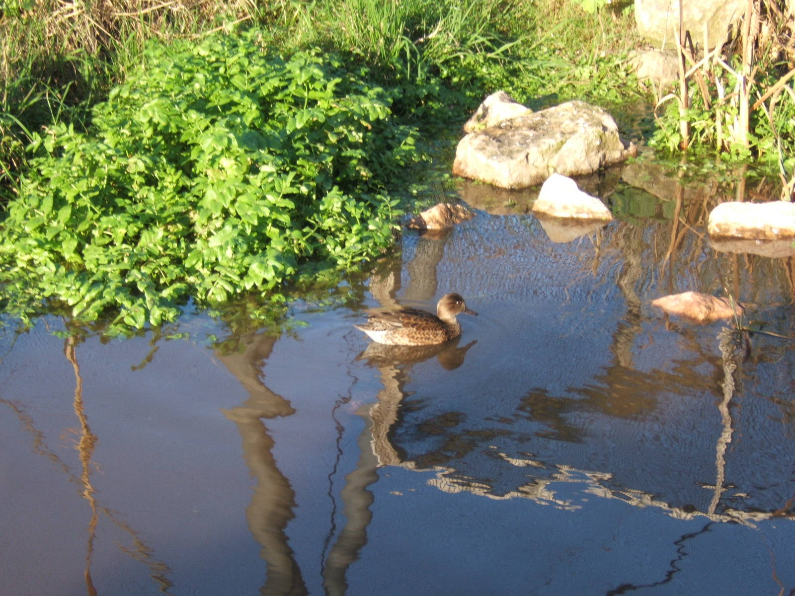 Green-winged Teal