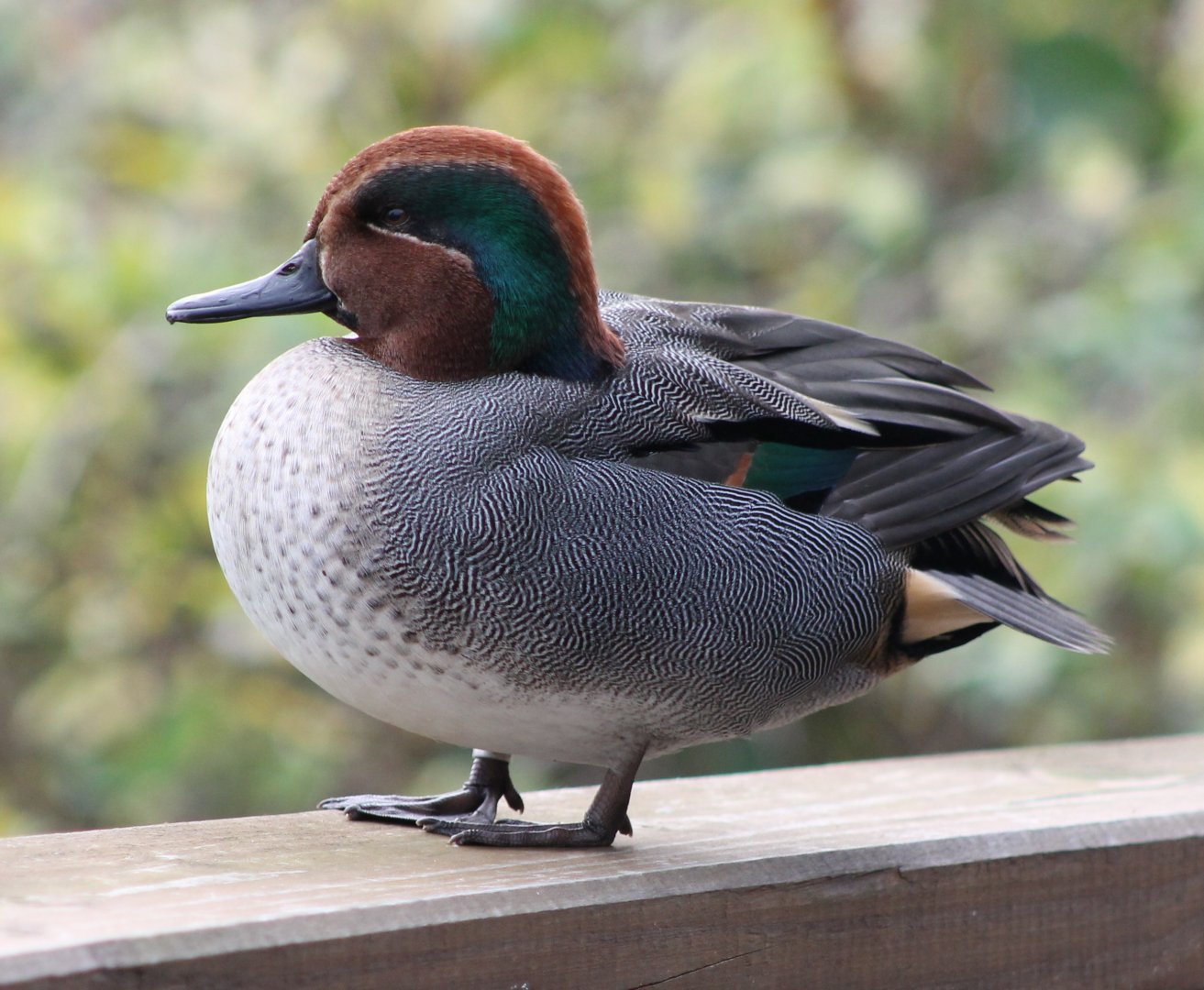 Green-winged teal