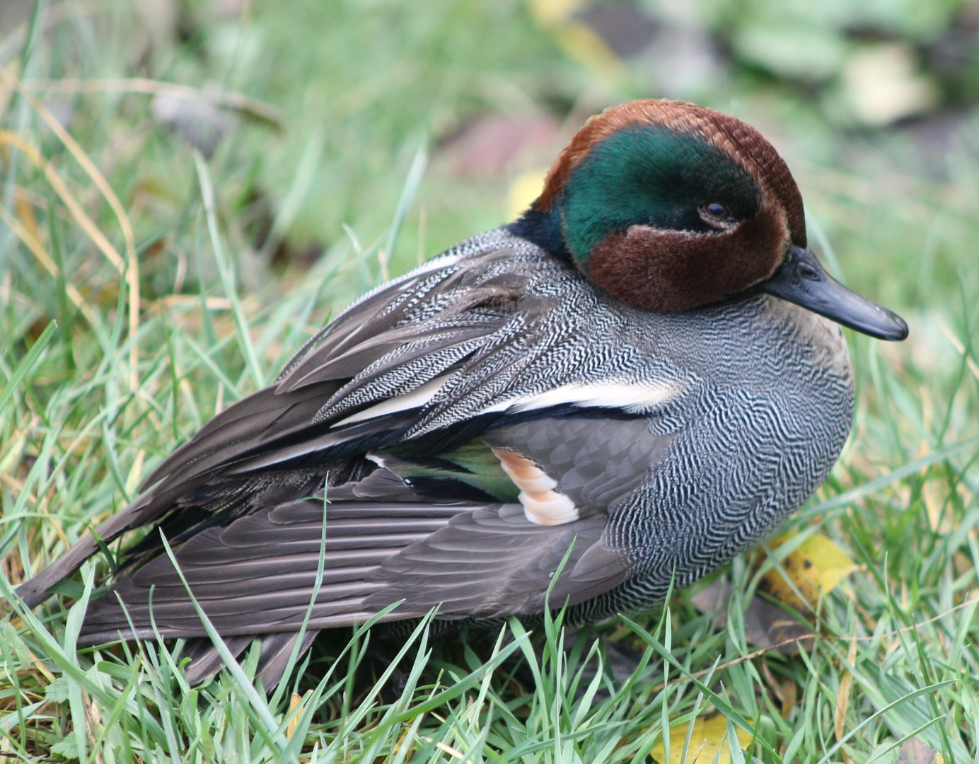 Green-winged teal