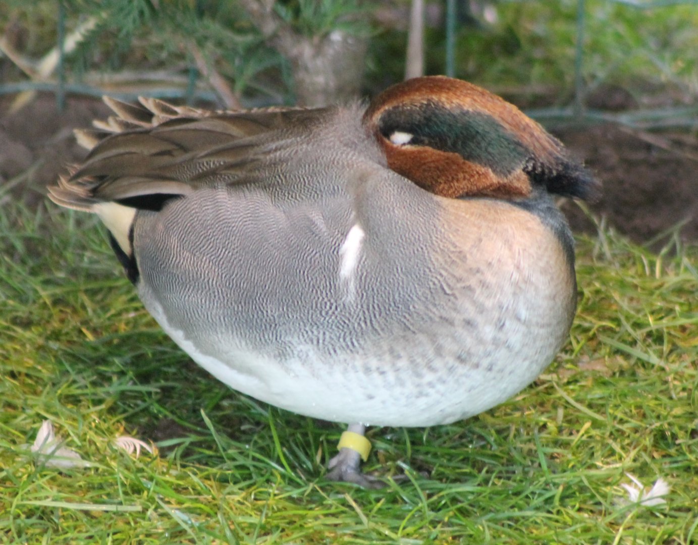 Green-winged teal