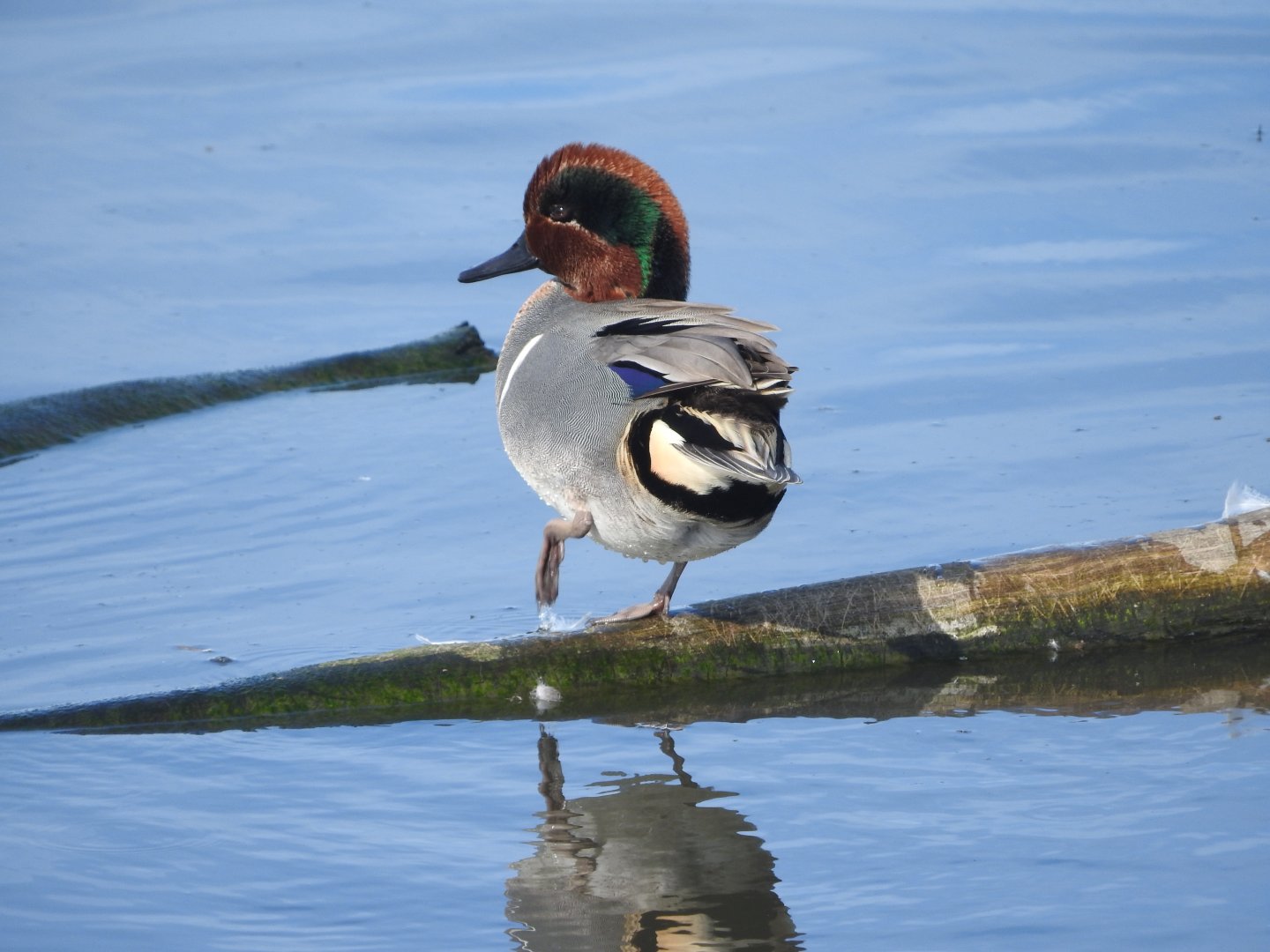 Green-winged Teal