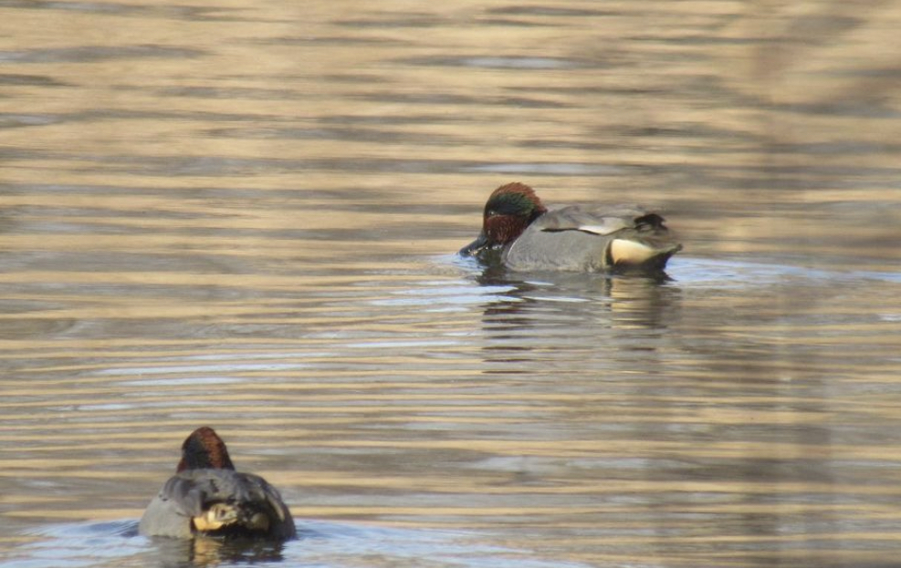 Green winged teal
