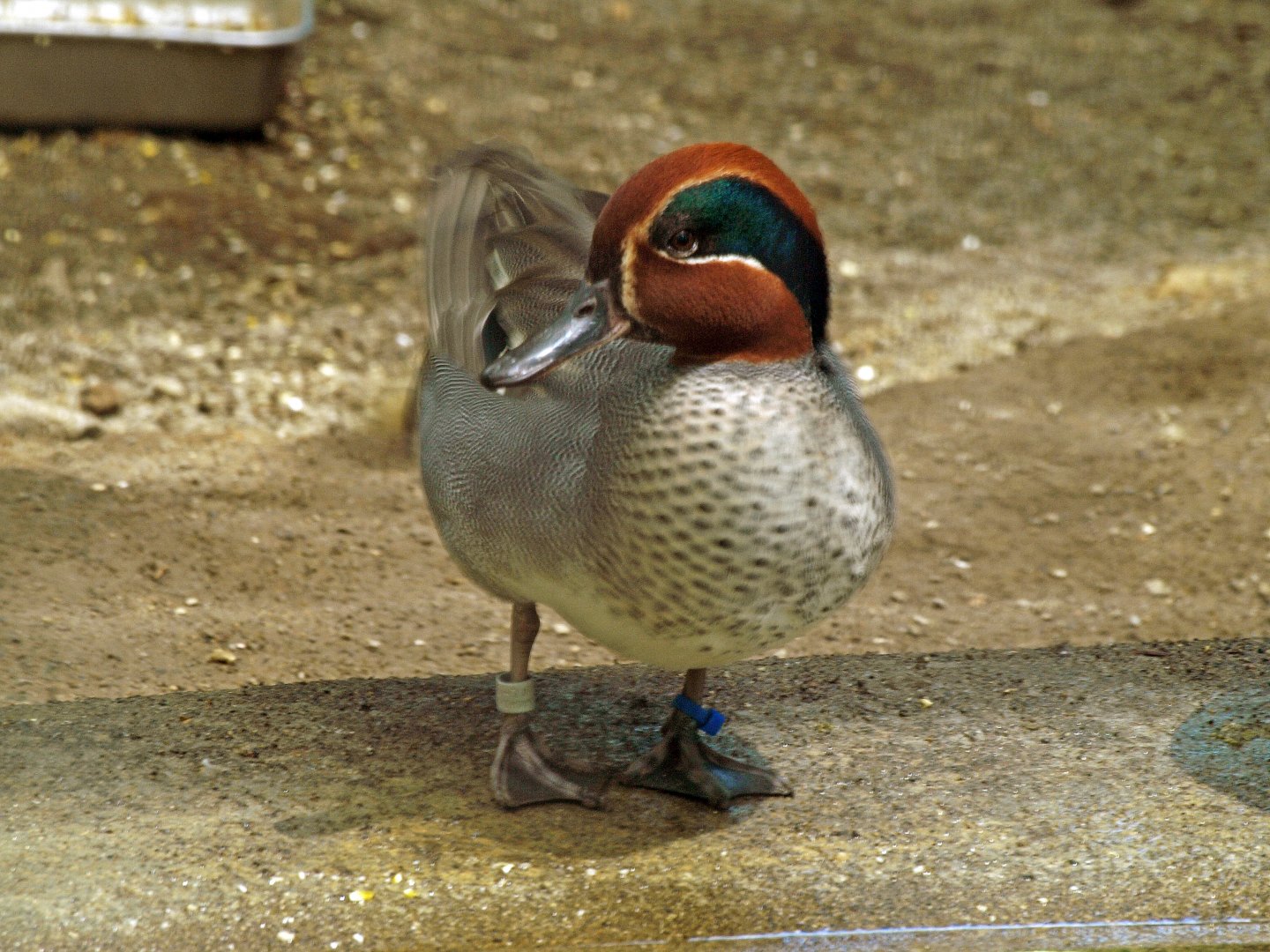 Green-winged teal