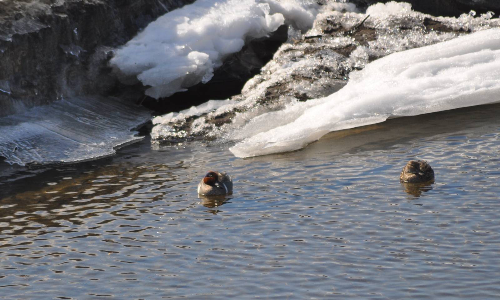 Green-winged Teals - Alaska (Potter Marsh)
