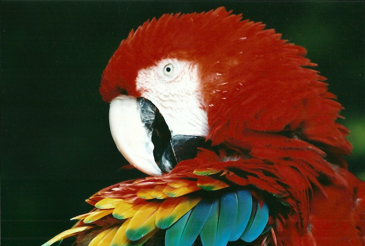 Green-winged x Scarlet Macaw 19th May 2013