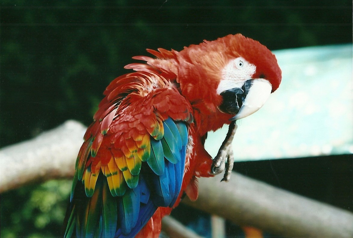 Green-winged x Scarlet Macaw 19th May 2013