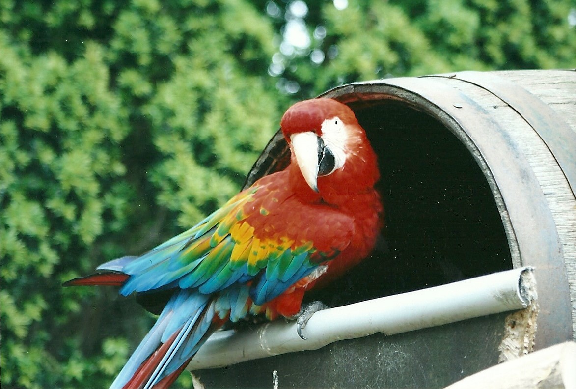 Green-winged x Scarlet Macaw 20th May 2013