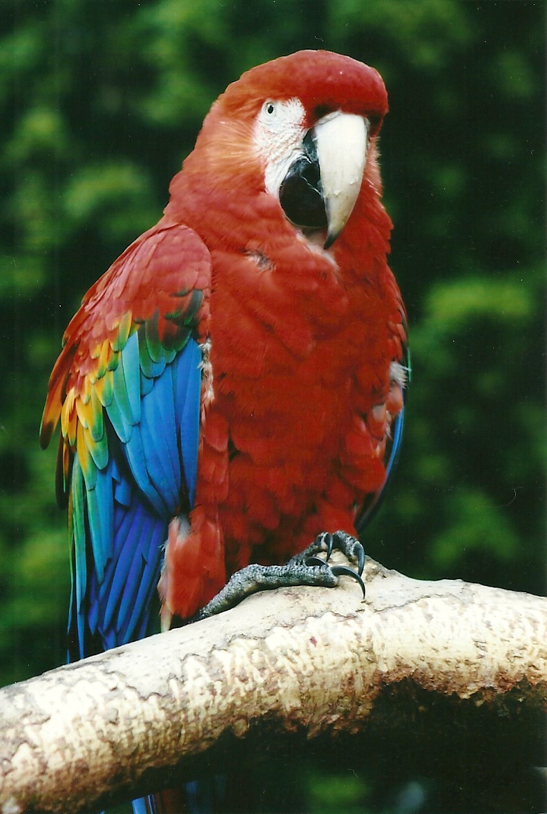 Green-winged x Scarlet Macaw 21st May 2013