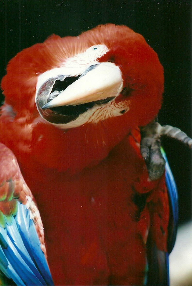 Green-winged x Scarlet Macaw 21st May 2013