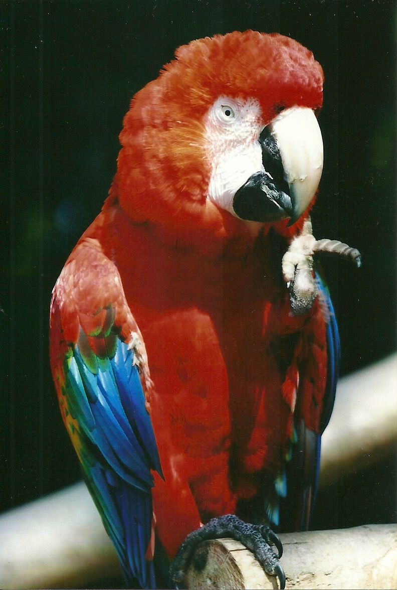 Green-winged x Scarlet Macaw 21st May 2013