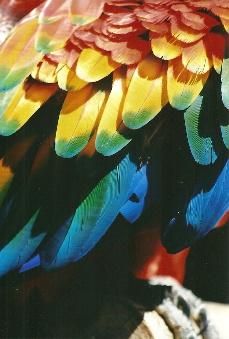Green-winged x Scarlet Macaw 21st May 2013