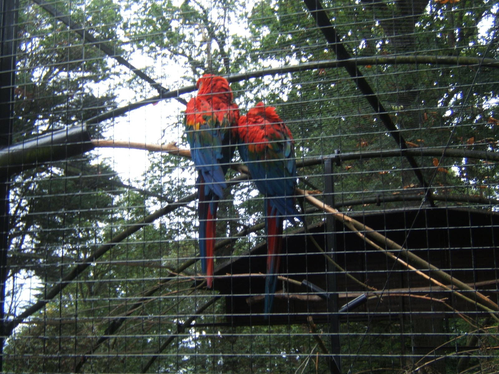Green-winged X Scarlet Macaw Hybrids