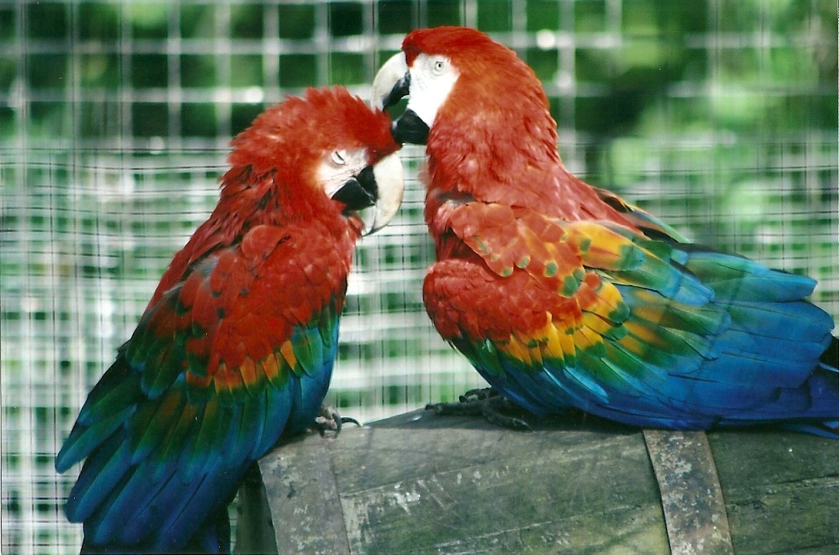 Green-winged x Scarlet Macaws 19th May 2013