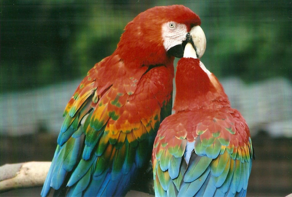 Green-winged x Scarlet Macaws 21st May 2013
