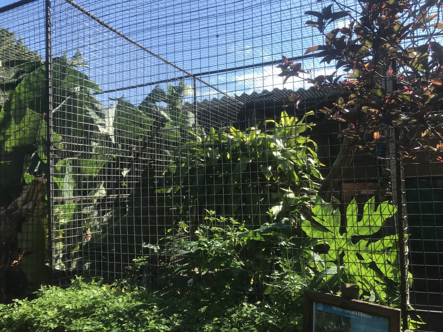 Green-Winger Macaw Cage