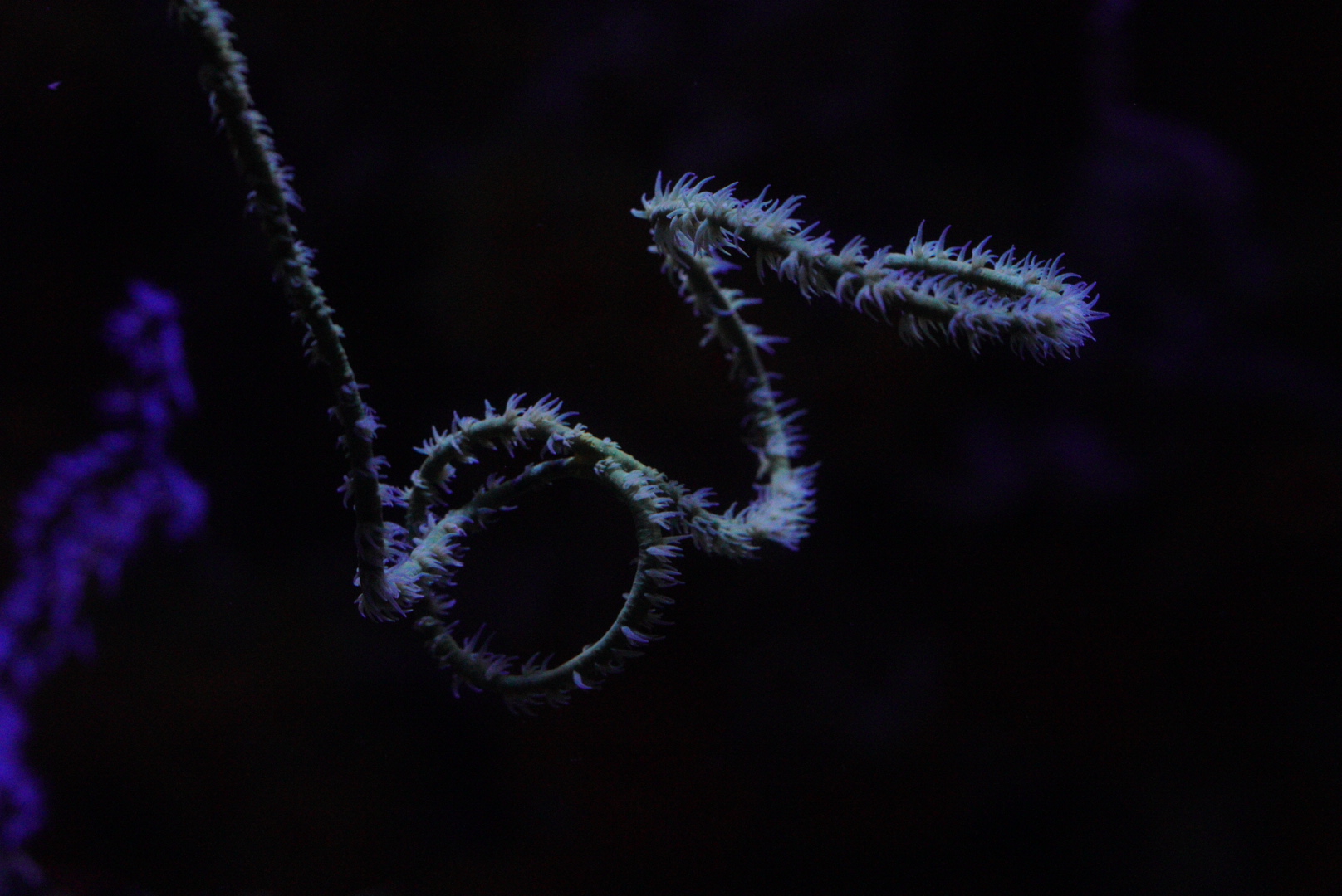 Green Wire Coral (Cirrhipathes spiralis)