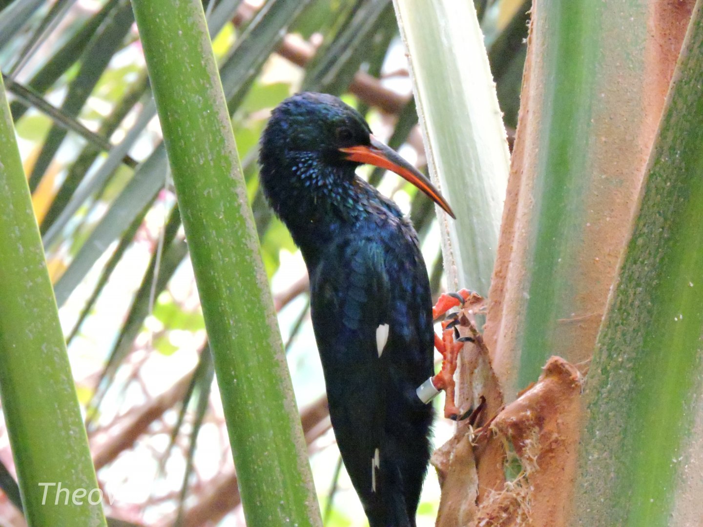 Green wood hoopoe [2015]