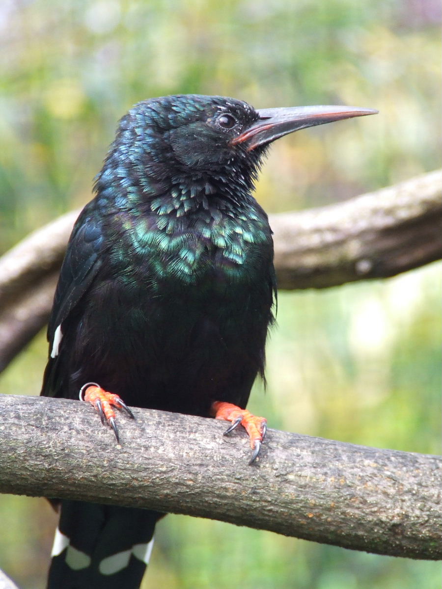 Green Wood Hoopoe, African walk-through aviary, Gorilla Kingdom