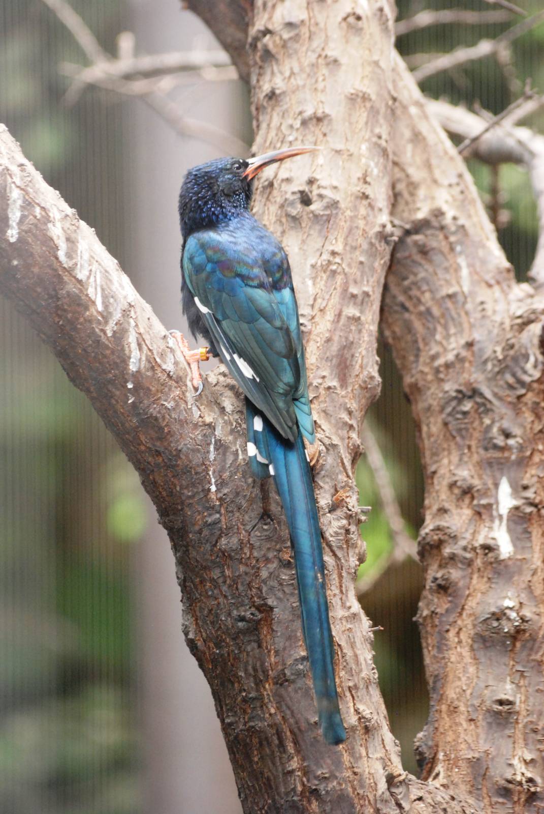 Green Wood-Hoopoe at Dvur Kralove, 27/08/12