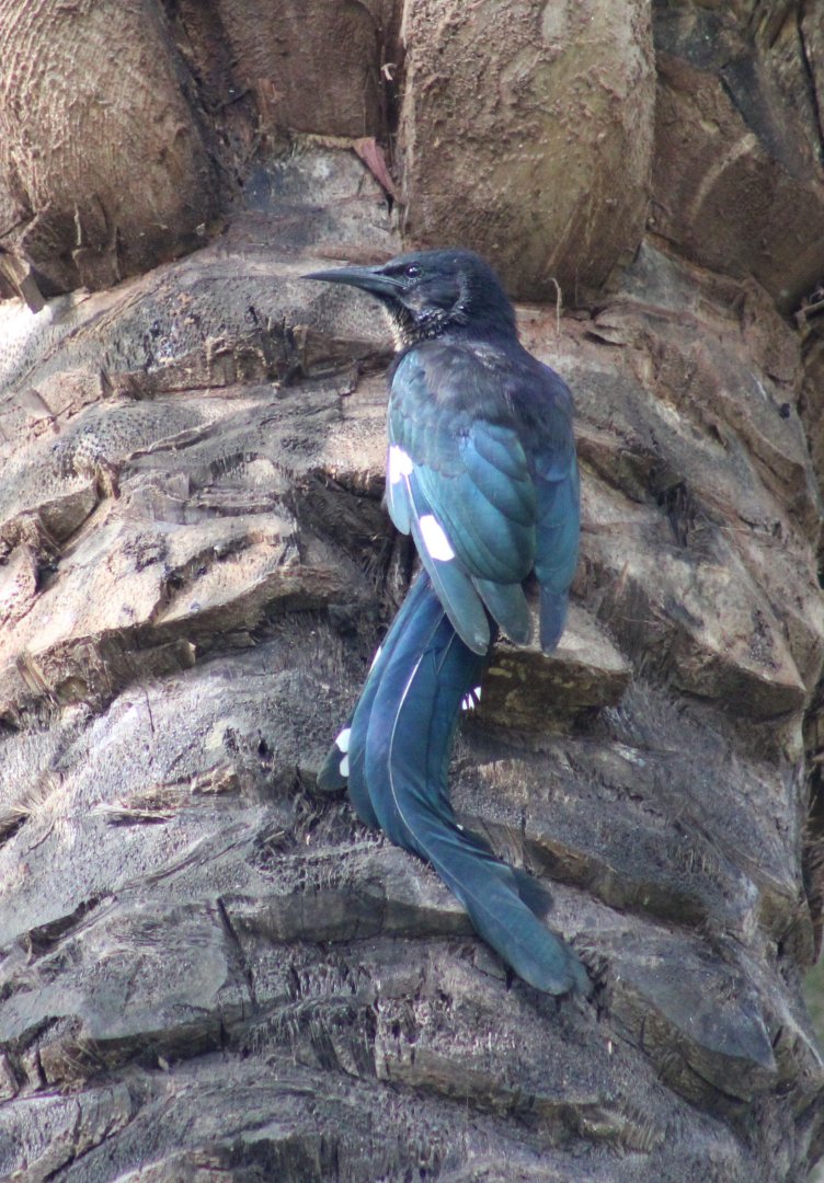 Green wood-hoopoe - juvenile