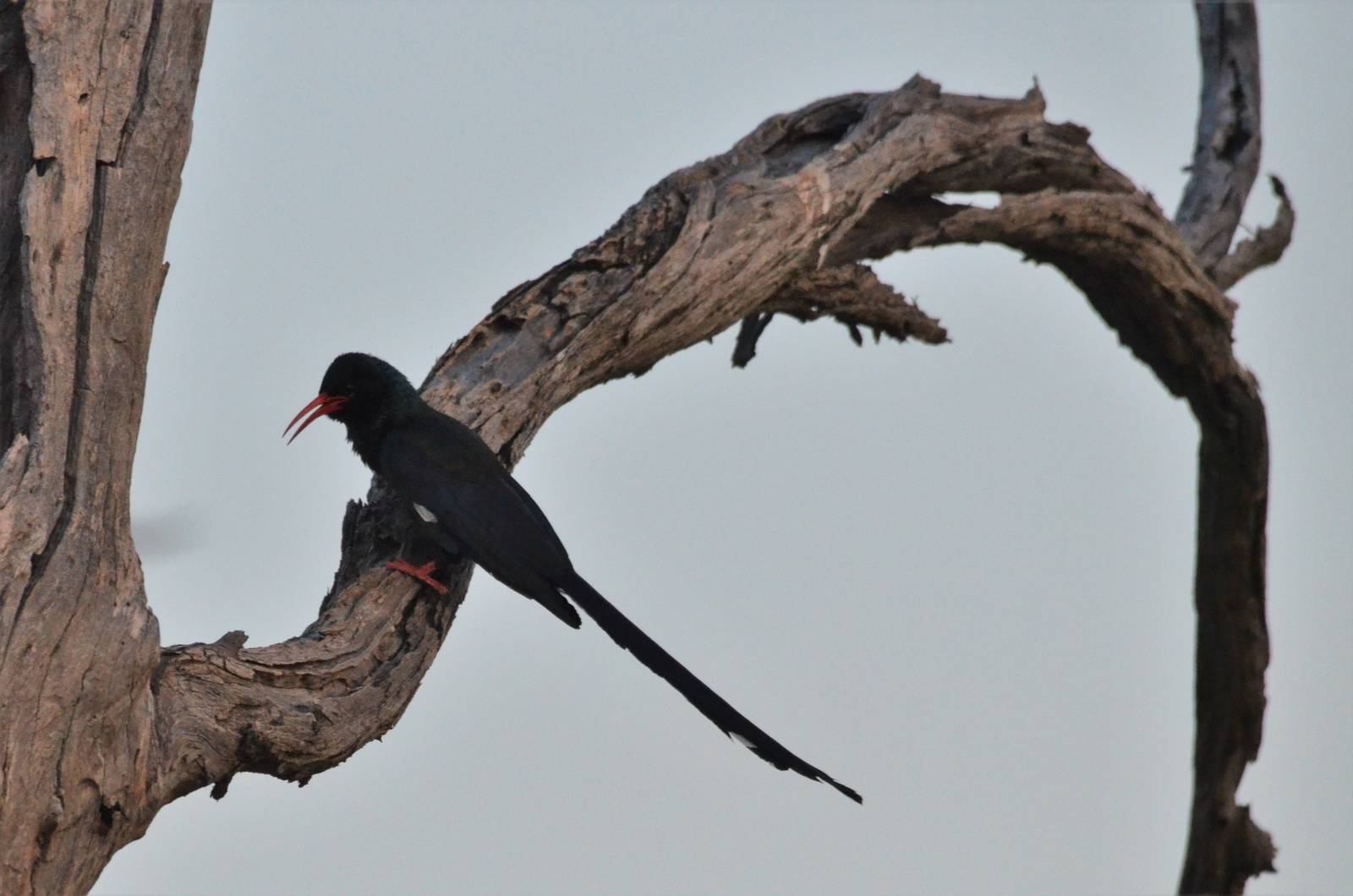 Green Wood-hoopoe, Khwai Community Area, Botswana, 24/04/16