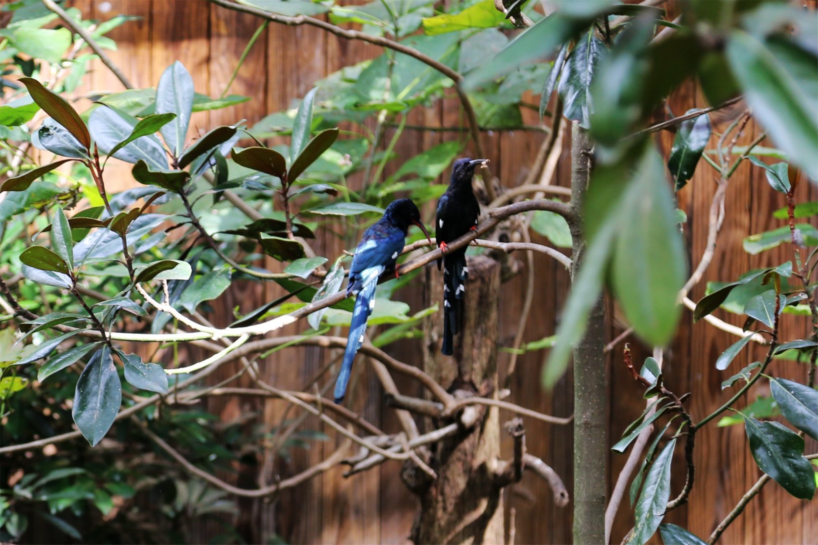 Green Wood Hoopoe (Phoeniculus purpureus), October 2015