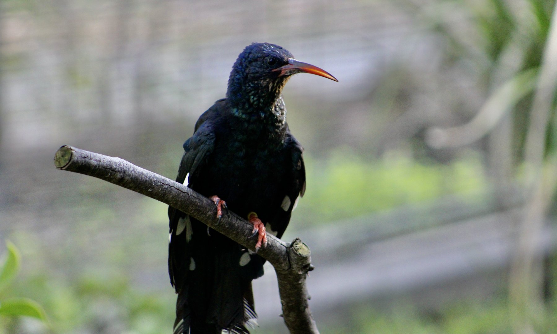 Green Wood Hoopoe (Phoeniculus purpureus)