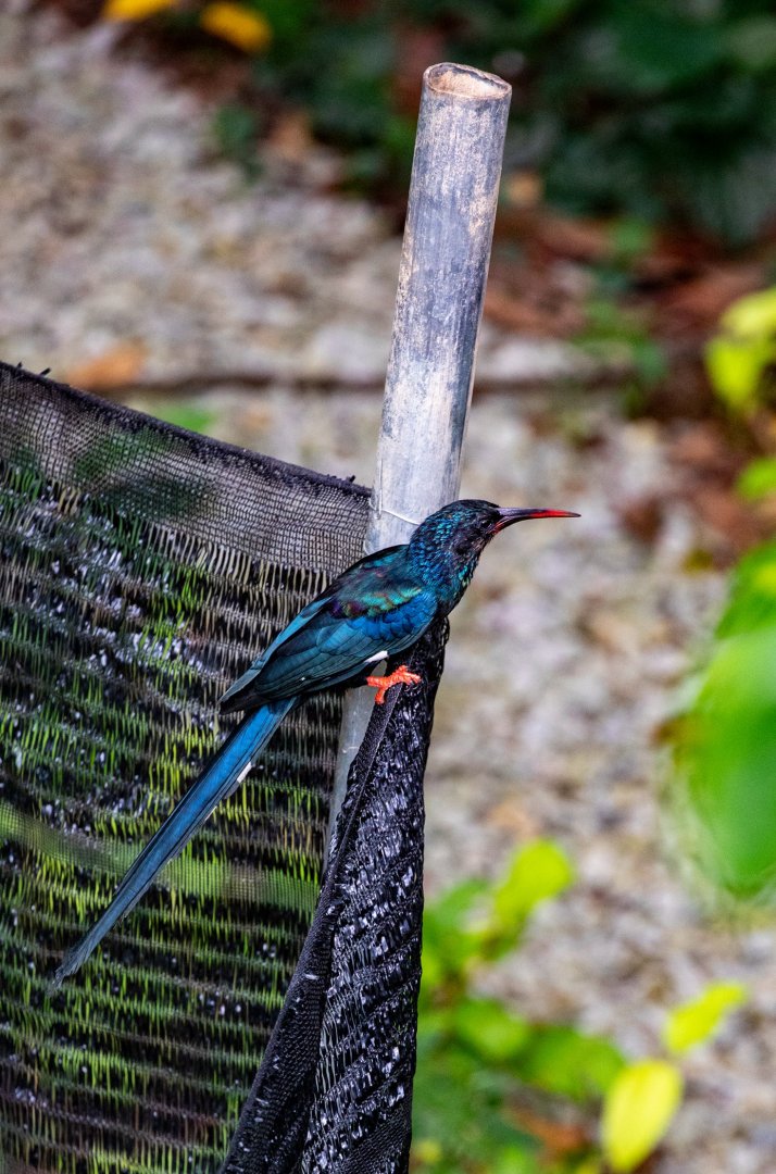 Green wood hoopoe (Phoeniculus purpureus)