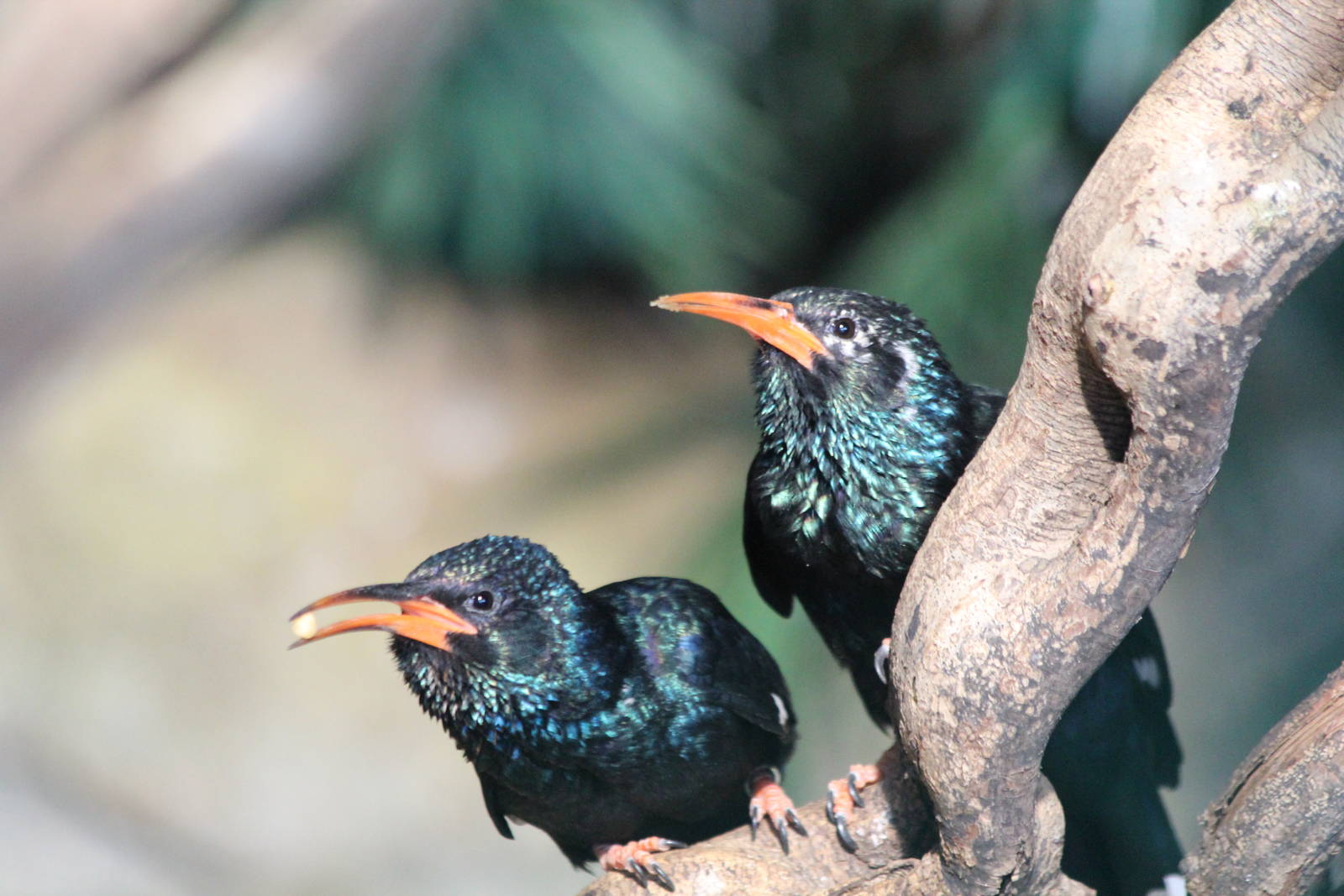 Green Wood Hoopoe