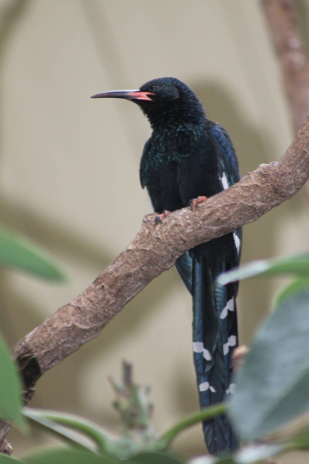 green wood hoopoe