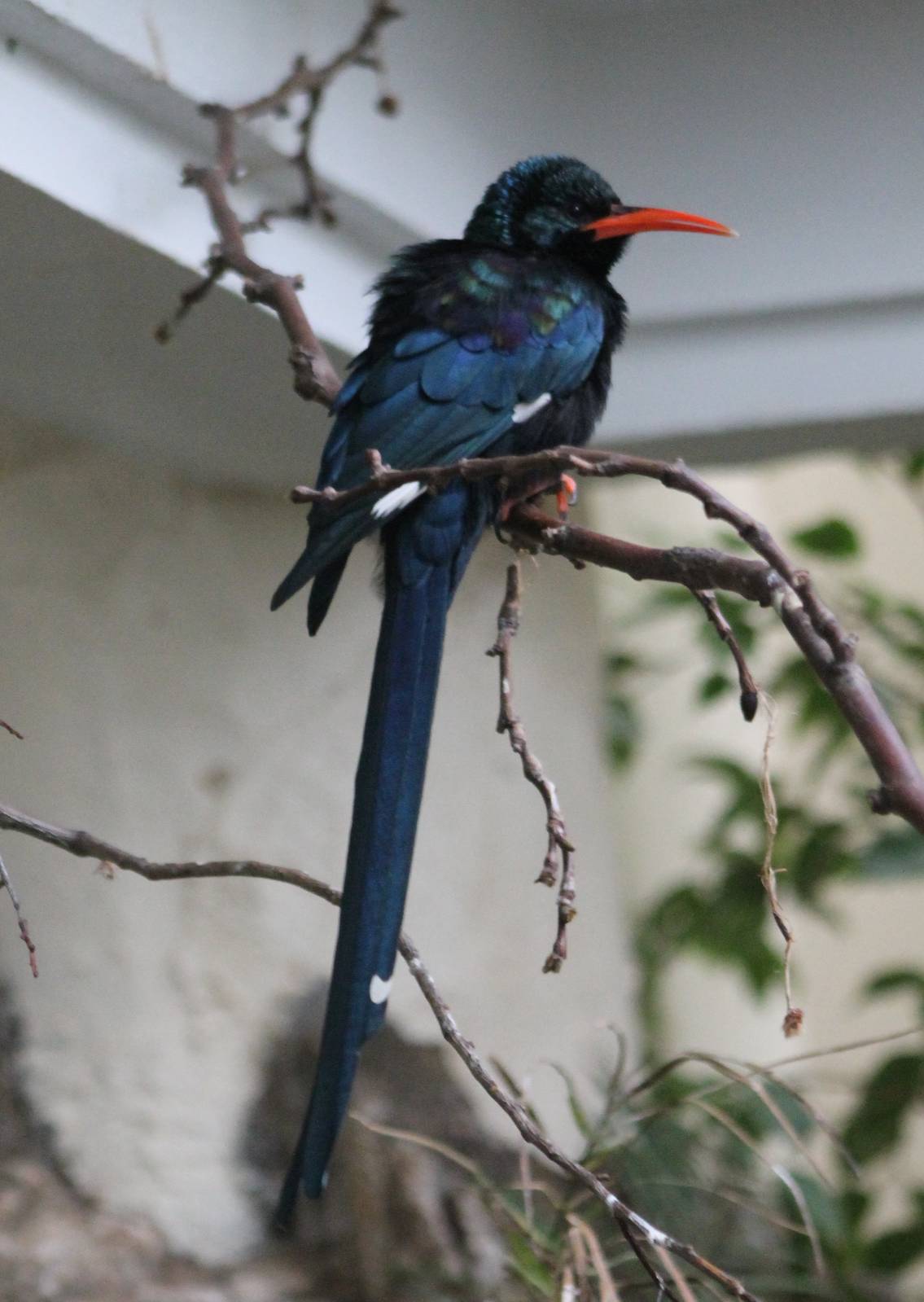 Green wood hoopoe