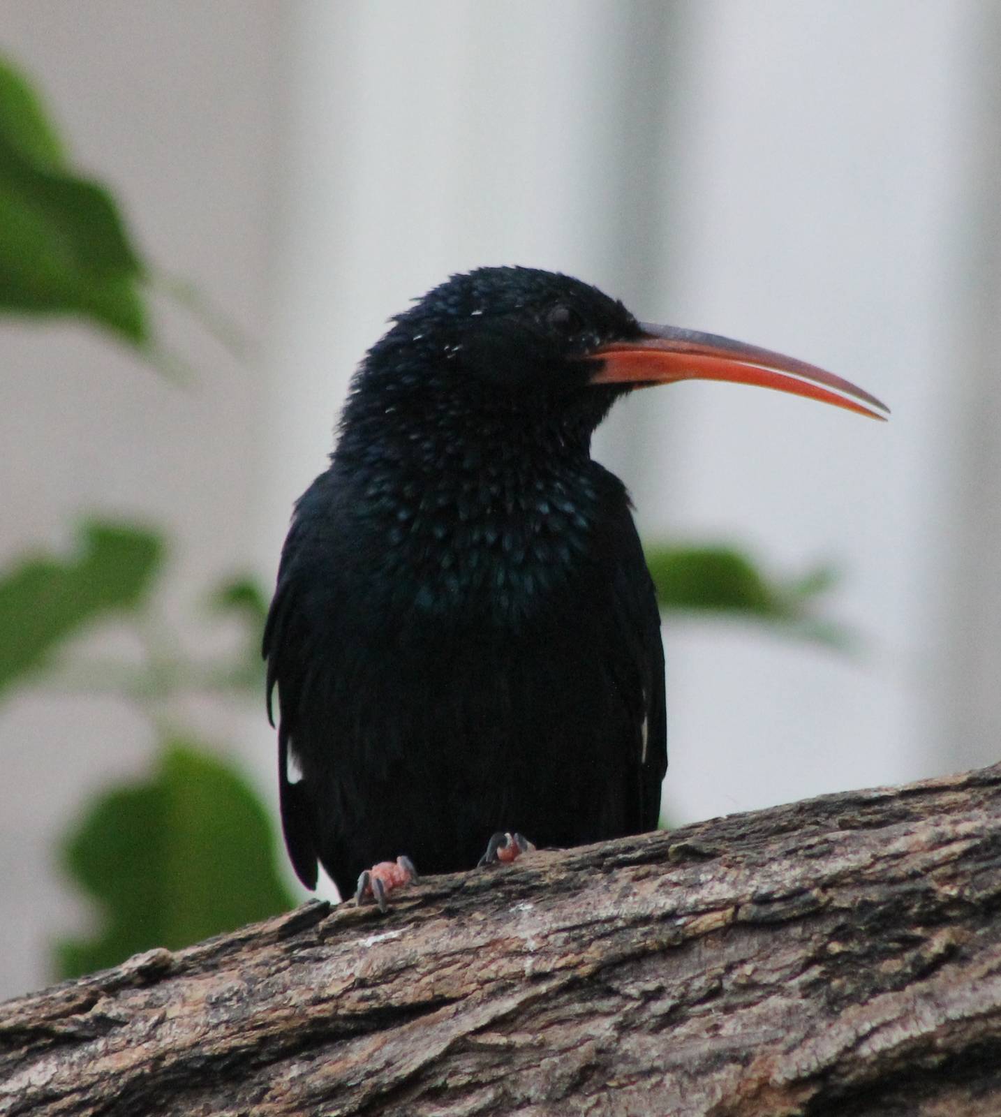 Green wood-hoopoe