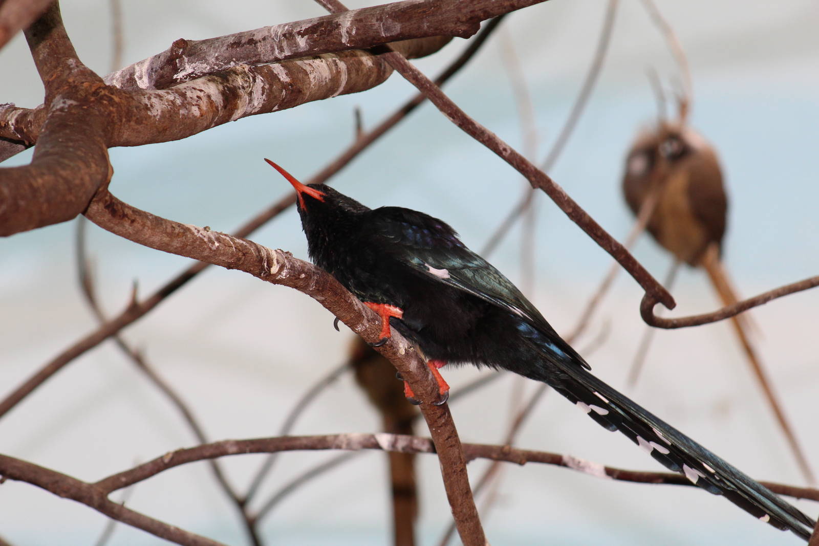 Green Wood Hoopoe