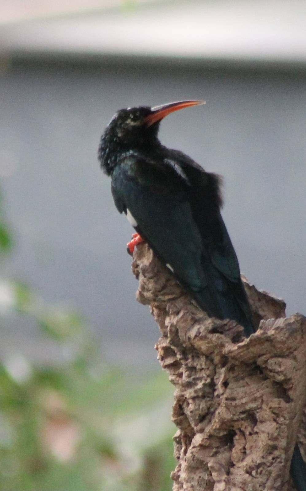 Green wood hoopoe