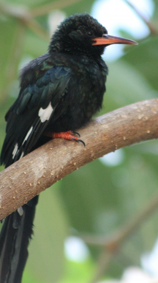 Green wood-hoopoe