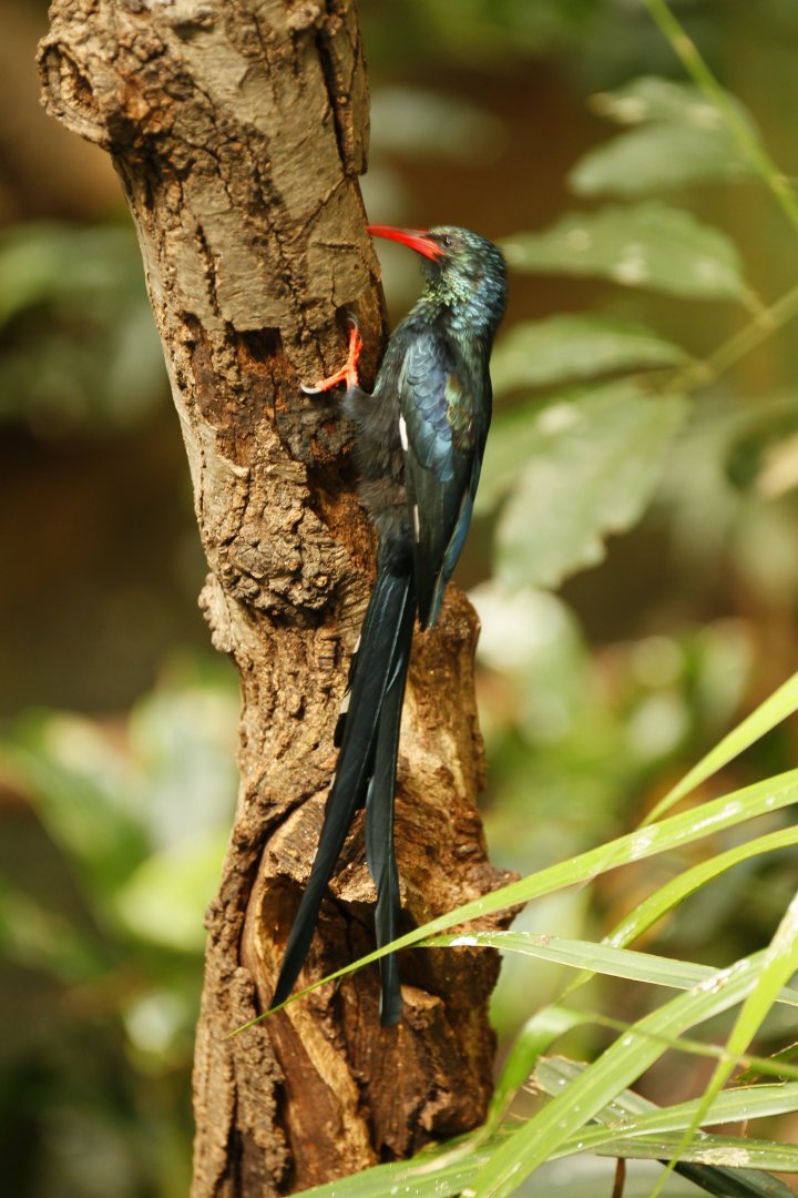 Green wood hoopoe