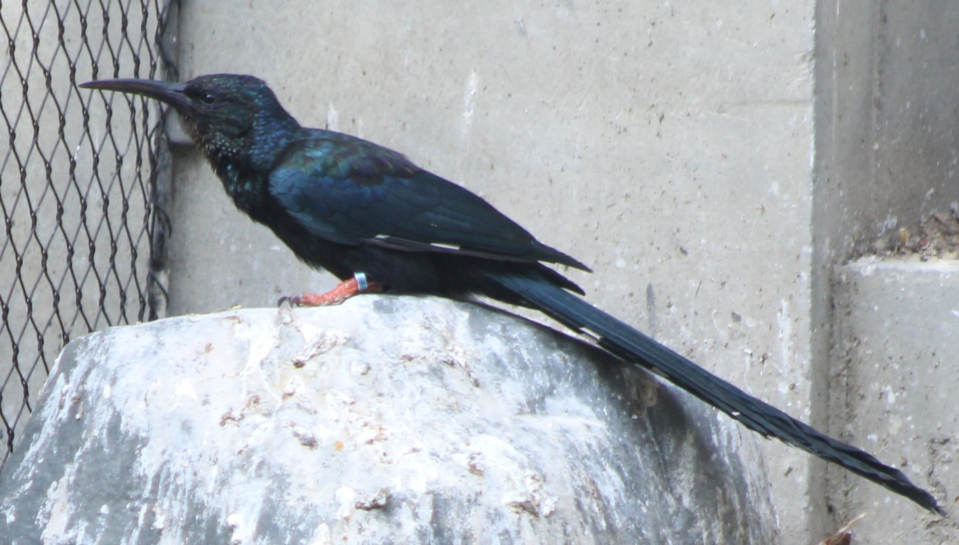 Green wood-hoopoe
