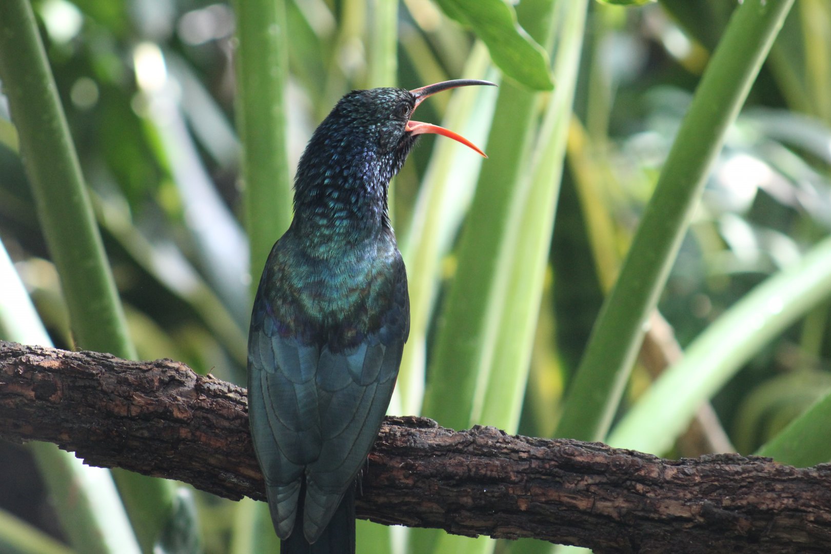 Green Wood-Hoopoe