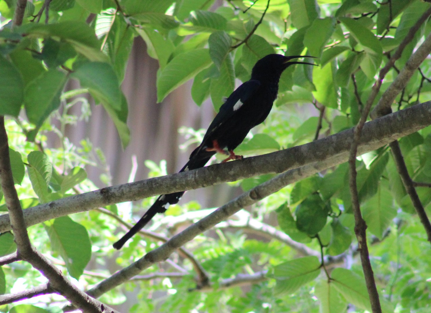 Green wood-hoopoe