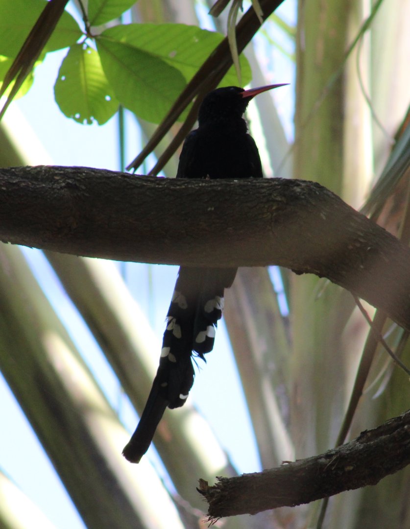 Green wood-hoopoe