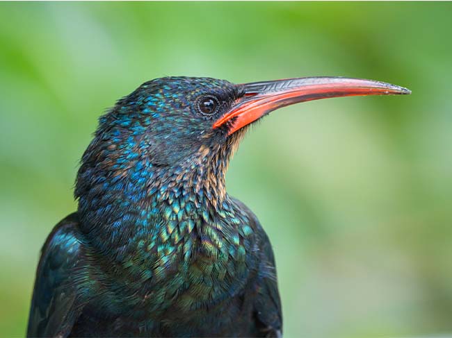 Green Wood Hoopoe