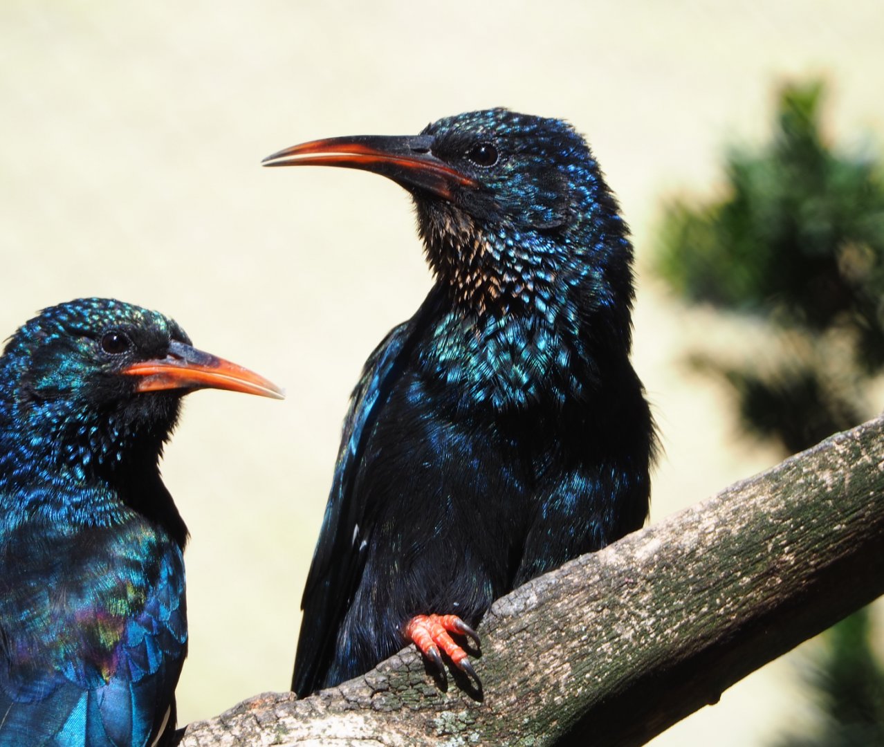 Green woodhoepoes (Phoeniculus purpureus), 2019-09-21