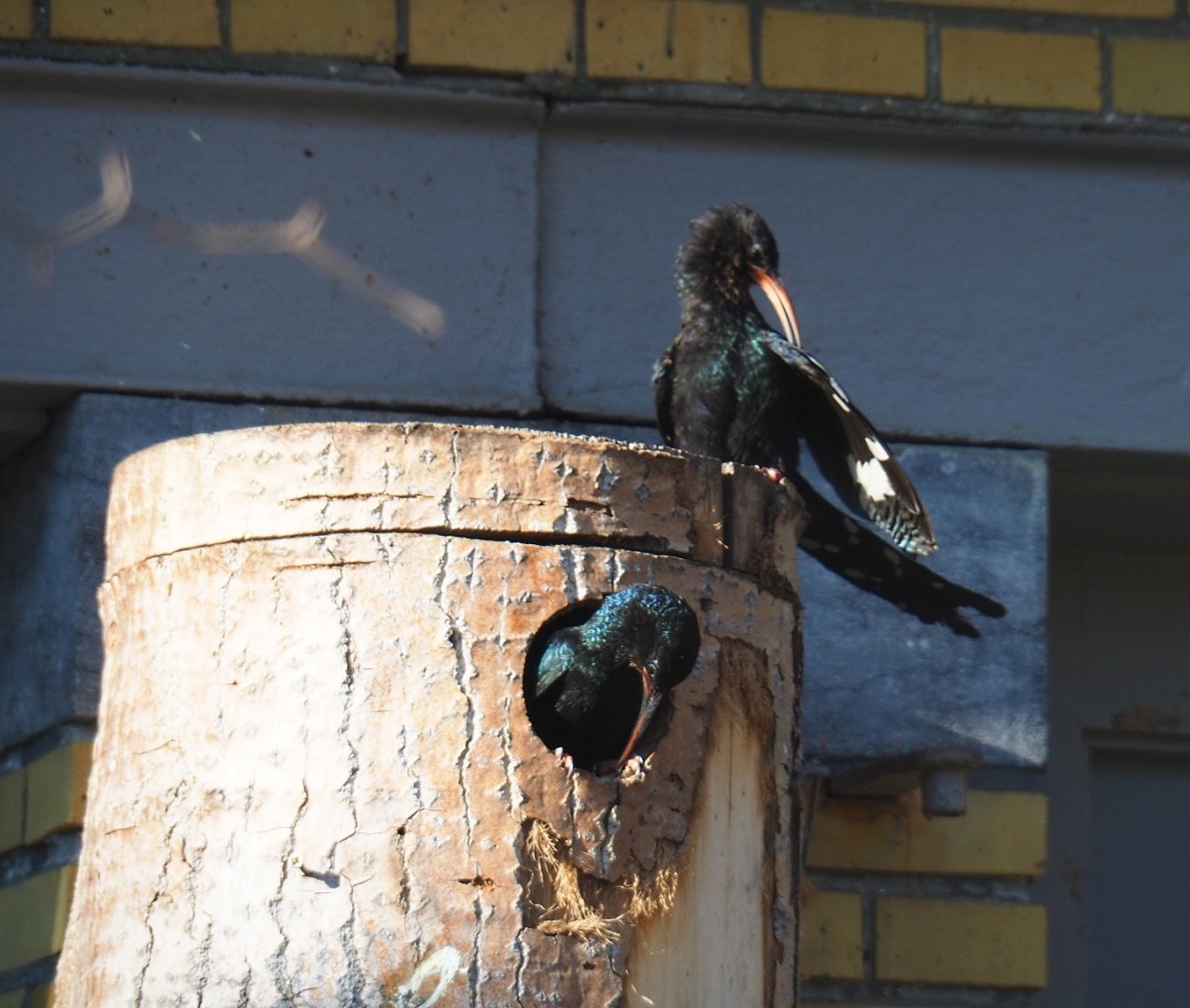 Green woodhoepoes (Phoeniculus purpureus), Feb 27th, 2019