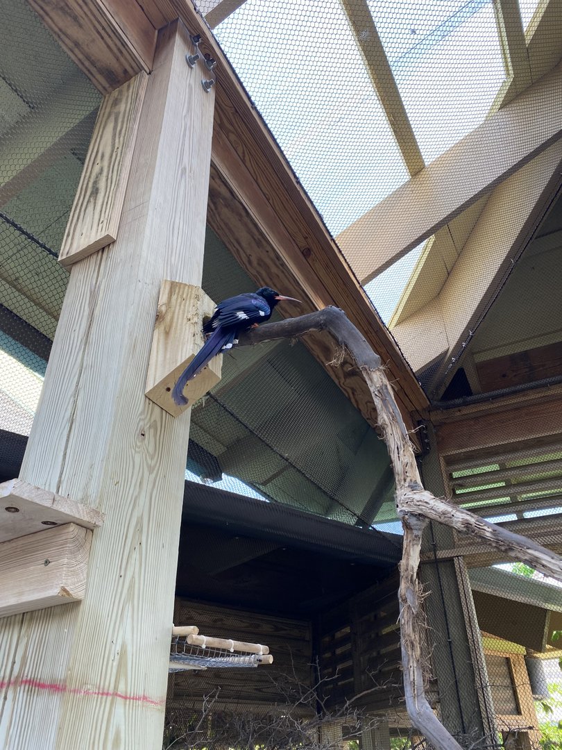 Green Woodhoopoe - 6/4/2023