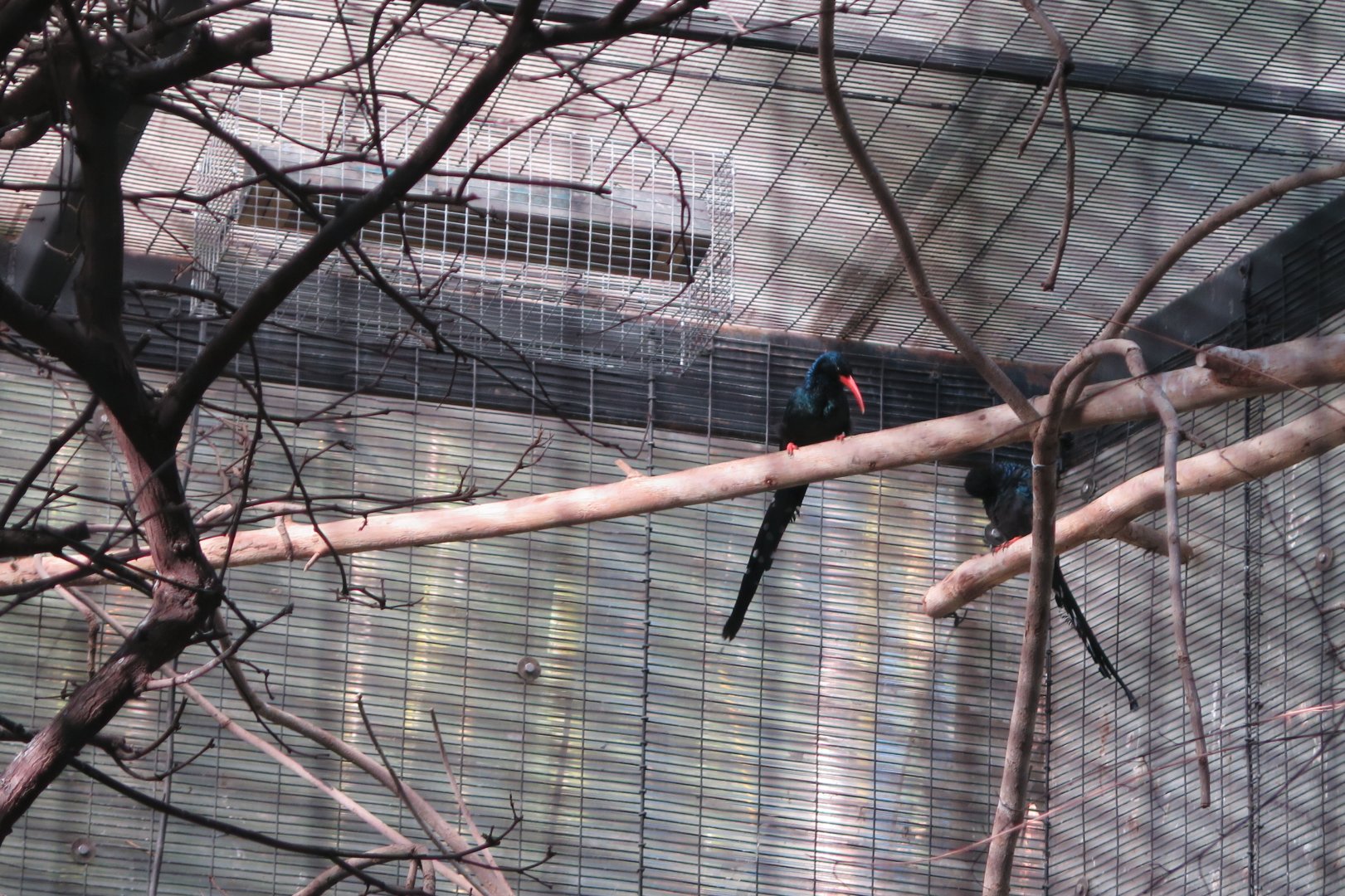 Green Woodhoopoe(8/23/2024)