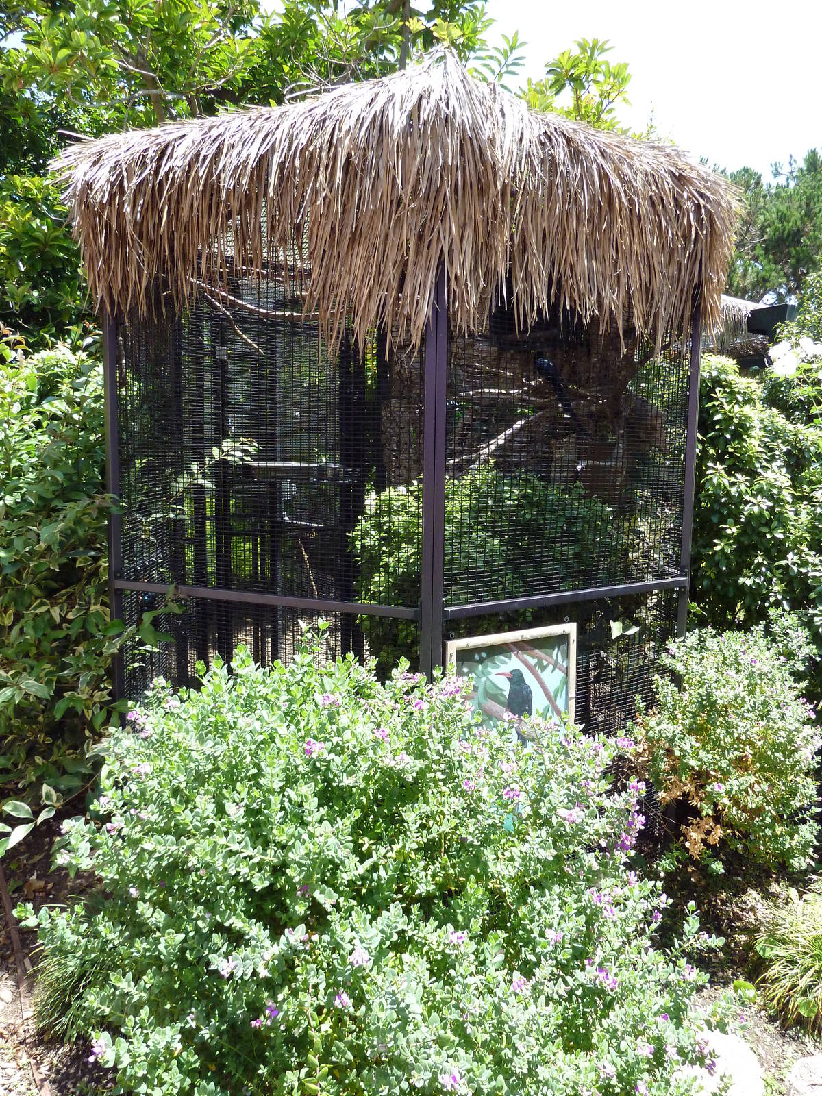 Green Woodhoopoe Exhibit
