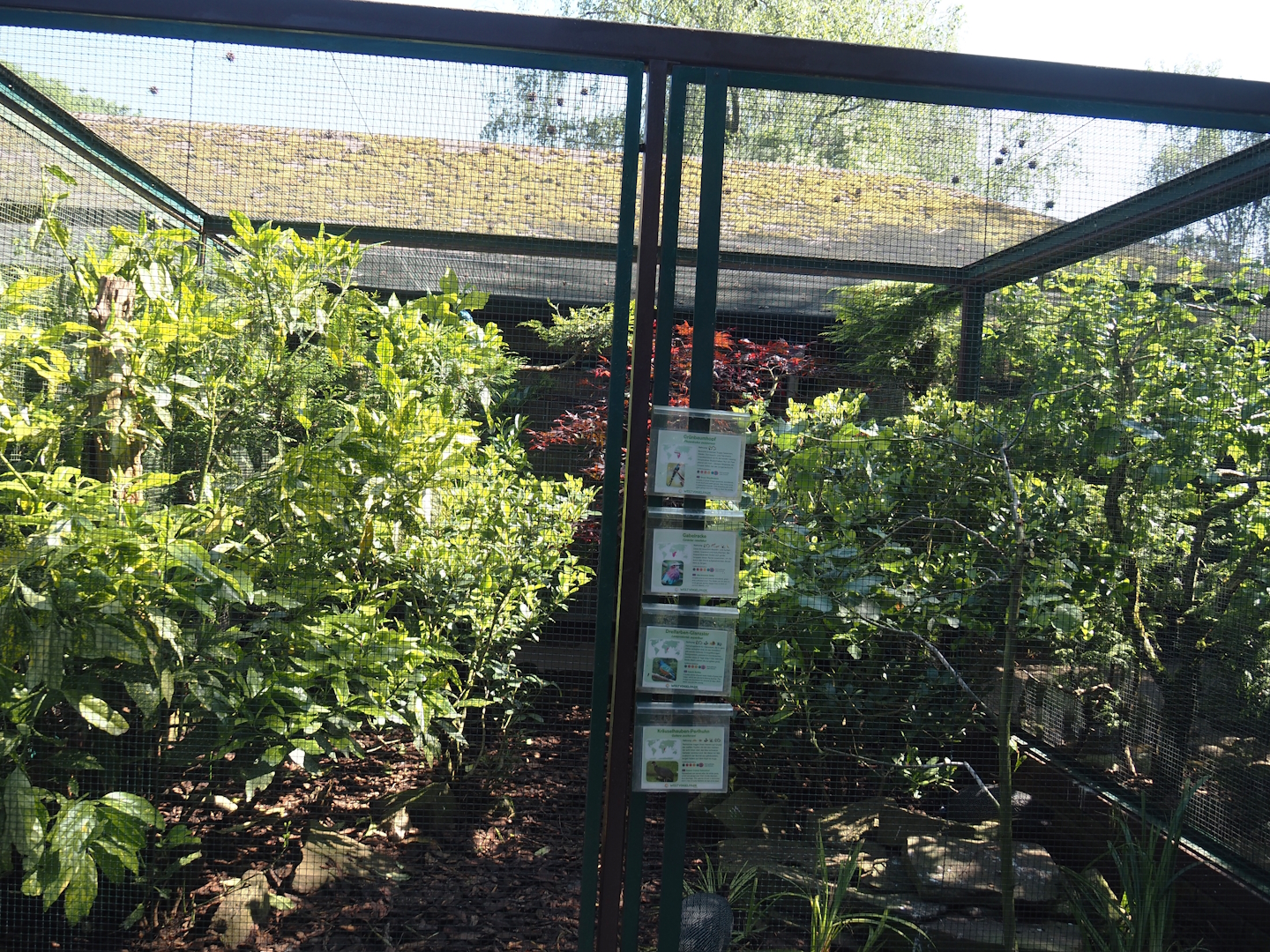 Green woodhoopoe, Lilac-breasted roller, Superb starling and Eastern crested guineafowl aviary, 2024-05-23